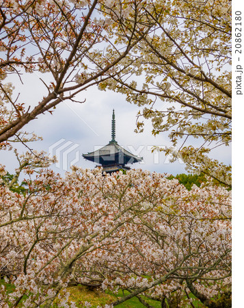 世界遺産　京都　仁和寺　御室桜 20862180