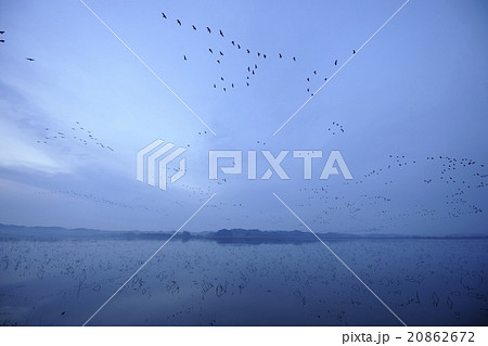 伊豆沼の渡り鳥 宮城県 伊豆沼の渡り鳥 宮城県 20862672