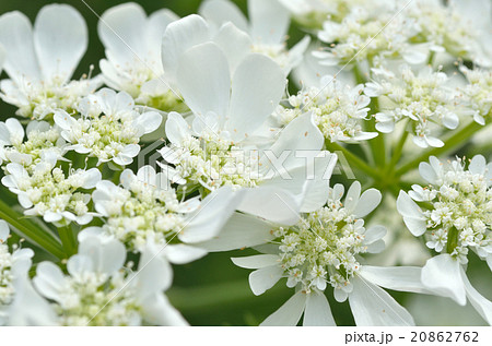 オルレア　オルラヤ　ホワイトレースフラワー 20862762