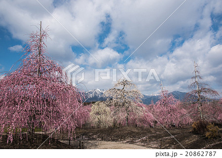 鈴鹿の森庭園のしだれ梅 20862787