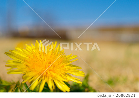 タンポポ タンポポ 20862921