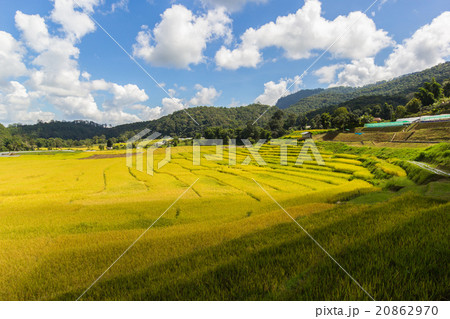 Green Terraced Rice Field in Mae Klang Luang 20862970