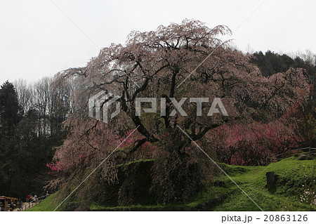 又兵衛桜 又兵衛桜 20863126