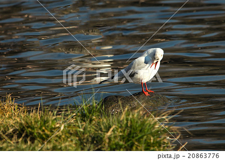 Seagull on the rock twith open beak Seagull on the rock twith open beak 20863776