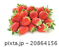 いちご 20864156