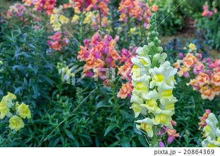 crimson antirrhinum (snapdragon) flower in garden 20864369