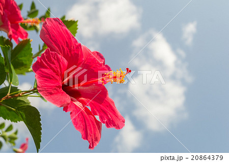 beautiful Red Hibiscus flower 20864379