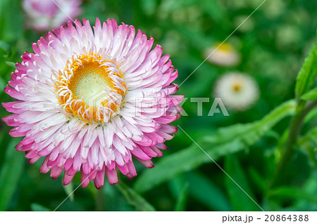 Pink Straw flower, Everlasting,flowers Pink Straw flower, Everlasting,flowers 20864388