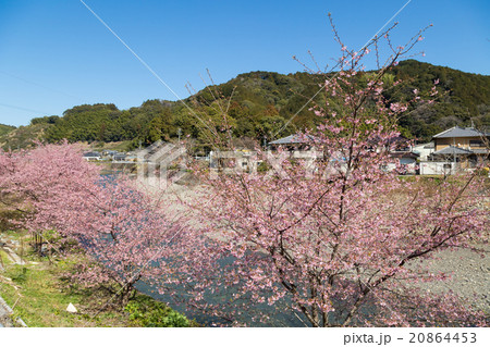 春の里川と桜 20864453