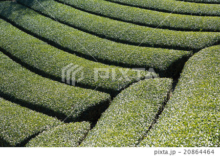 早春の茶畑　 20864464