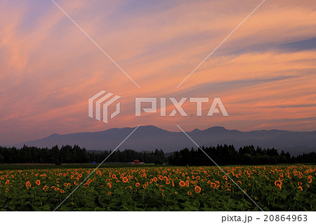ヒマワリ畑と朝焼け 20864963