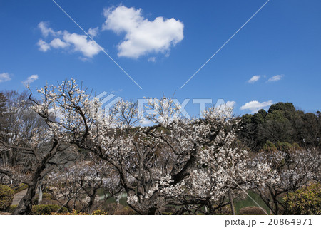 薬師池公園の梅畑 薬師池公園の梅畑 20864971