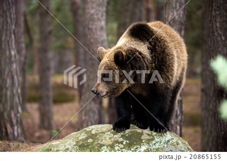 brown bear (Ursus arctos) in winter forest brown bear (Ursus arctos) in winter forest 20865155