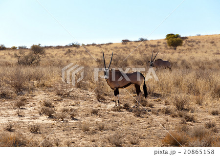 Gemsbok, Oryx gazella 20865158