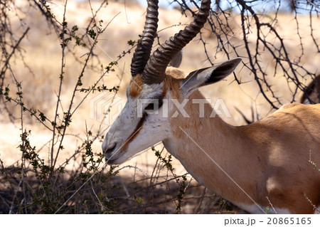 Springbok Antidorcas marsupialis in Kgalagadi Springbok Antidorcas marsupialis in Kgalagadi 20865165