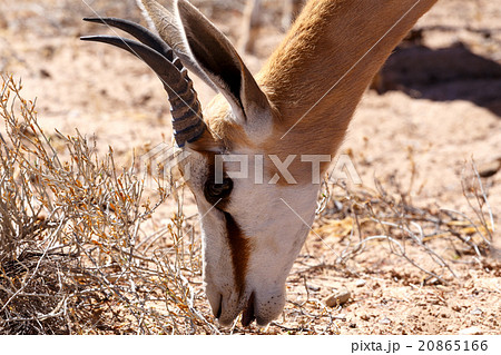 Springbok Antidorcas marsupialis in Kgalagadi Springbok Antidorcas marsupialis in Kgalagadi 20865166