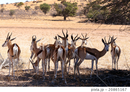 Springbok Antidorcas marsupialis in Kgalagadi Springbok Antidorcas marsupialis in Kgalagadi 20865167