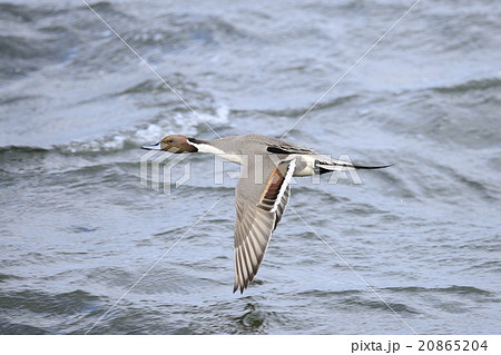 オナガガモ雄の飛翔 20865204