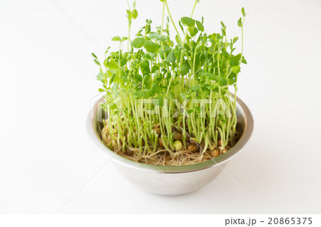 豆苗 再生栽培 豆苗 再生栽培 20865375