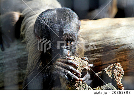 クロヒゲサキの子供 20865398