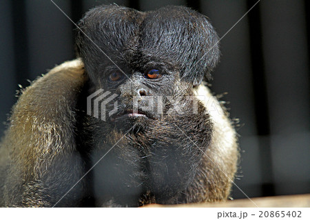 クロヒゲサキ クロヒゲサキ 20865402