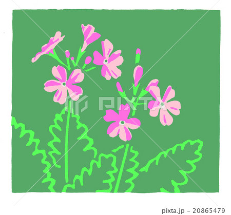サクラソウのイラスト素材