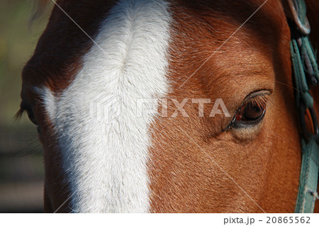 ウマの瞳 20865562