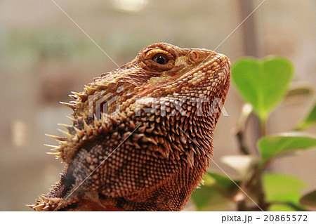 フトアゴヒゲトカゲ 20865572