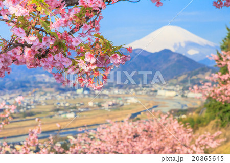 富士山と河津桜 富士山と河津桜 20865645