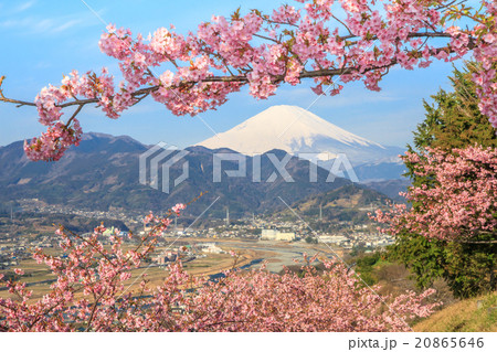富士山と河津桜 富士山と河津桜 20865646