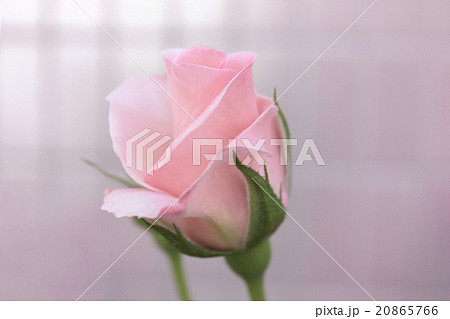 淡いピンク色をした可憐なバラ 品種 メンデルスゾーン の写真素材