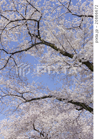 桜 20866672