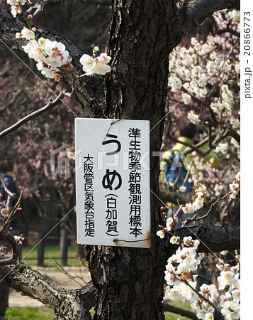 大阪城公園内にある梅の標準木 20866773