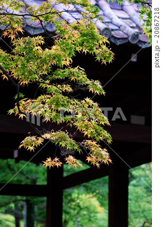 紅葉 紅葉 20867218