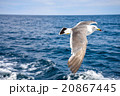 カモメと大海 20867445