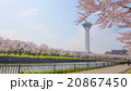桜と五稜郭タワー 20867450