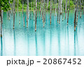 雨の青い池 20867452