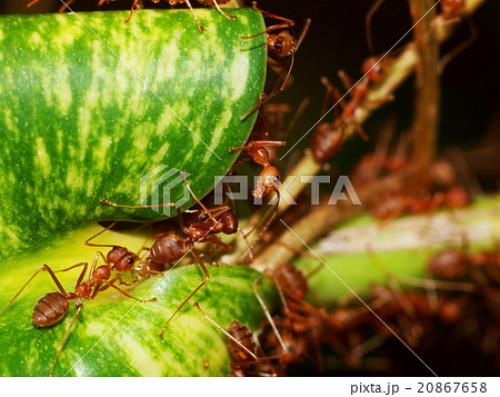 red orange color mango tree ant on a leaf nest red orange color mango tree ant on a leaf nest 20867658