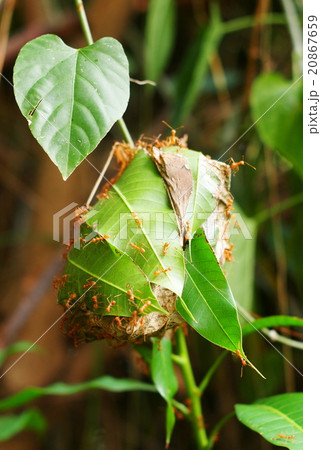 red orange color mango tree ant on a leaf nest red orange color mango tree ant on a leaf nest 20867659