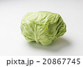 キャベツ 20867745