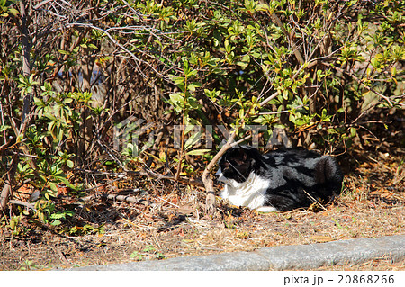 猫 20868266