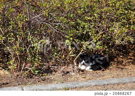 猫 20868267