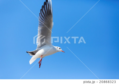 青空にユリカモメ 青空にユリカモメ 20868323