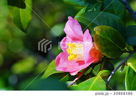 ピンクの椿 ピンクの椿 20868386