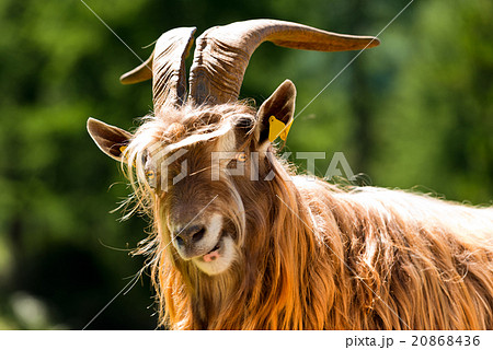 Mountain Male Goat - Italian Alps 20868436