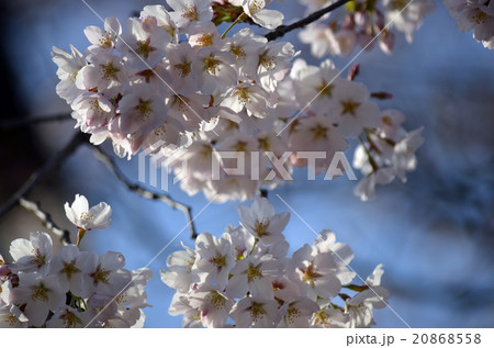 桜　青空　花見　満開 20868558