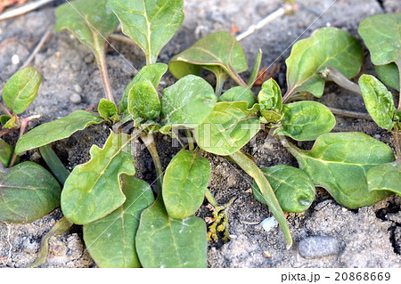 ほうれん草の芽 ほうれん草の芽 20868669