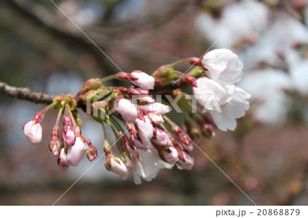 桜のつぼみ 20868879
