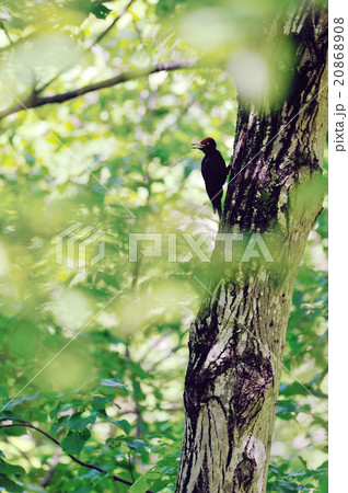 クマゲラ 20868908