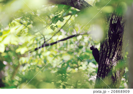 クマゲラ 20868909